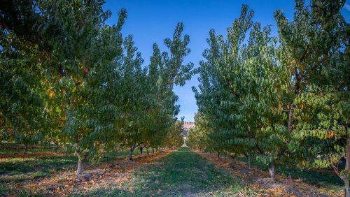 A serene orchard path lined with lush green trees under a clear blue sky.