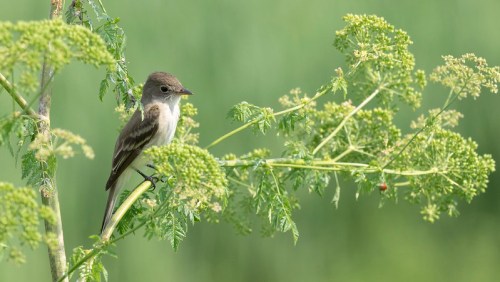 A small bird perched on a green plant with delicate leaves, set against a blurred green background.