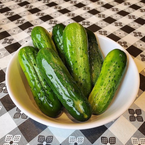 A white bowl filled with fresh, shiny cucumbers on a black and white checkered tablecloth.