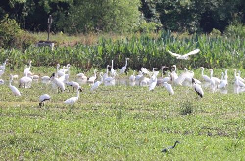 A flock of white herons and egrets wading in a lush green field near a pond, surrounded by tall vegetation.