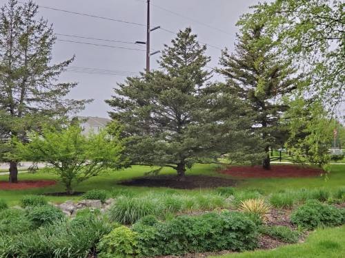 A lush landscape featuring several trees, green grass, and red mulch under a cloudy sky.
