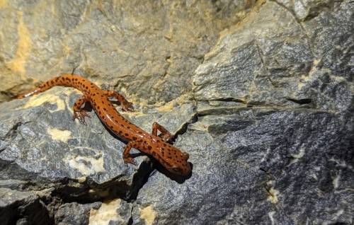 A spotted orange salamander crawling on a rocky surface in natural sunlight.