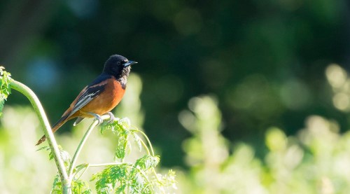A small bird with a black head and orange-brown body perched on a green plant against a blurred background.