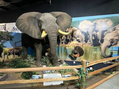 A life-sized display of an African bull elephant in a natural habitat setting, with a hippo and other wildlife in the background.