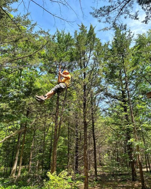A person in a yellow shirt climbs a tree in a lush green forest under a clear blue sky.