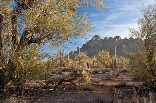 Desert landscape with cacti, shrubs, and mountains under a clear blue sky.