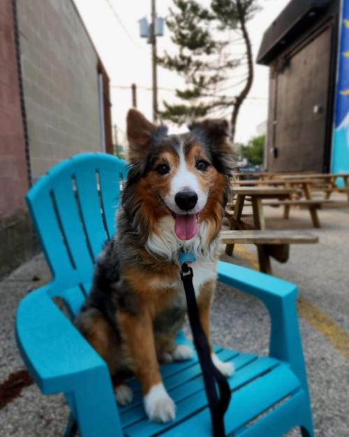 A happy dog sits on a blue chair outside, with trees and picnic tables in the background.