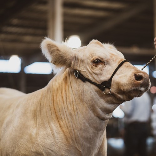 A close-up of a light-colored cow with a halter, standing in a barn with soft lighting in the background.