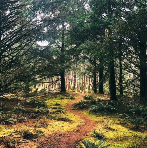 A winding path through a lush, green forest with tall trees and ferns lining the trail.