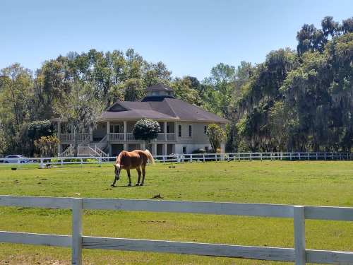 A horse grazes in a green field near a large house surrounded by trees and a white fence.