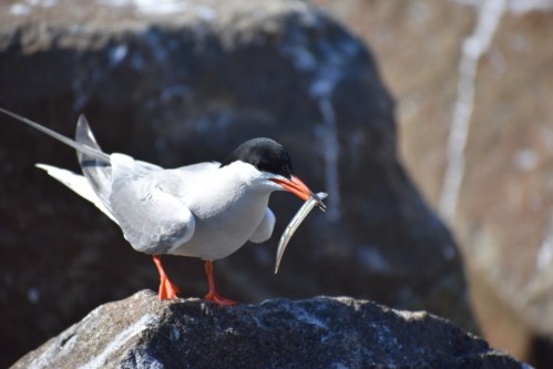 A bird with a black cap and orange beak holds a fish in its mouth while perched on a rock.