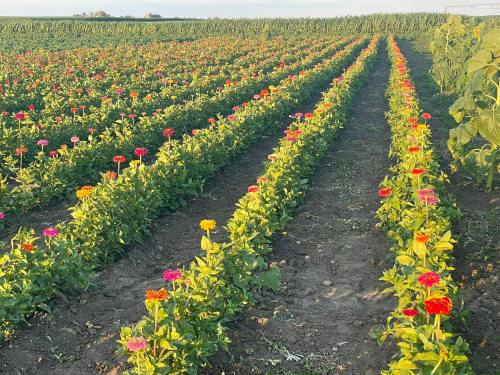 A vibrant flower field with rows of colorful zinnias, surrounded by green crops under a clear sky.