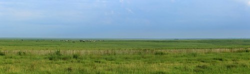 A wide, open landscape of green grasslands under a blue sky, with a herd of cows grazing in the distance.