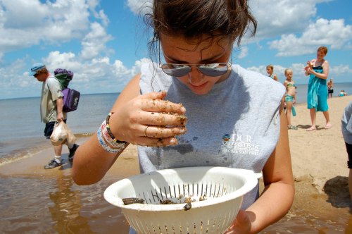 A young woman examines a colander of small creatures at the beach, with people enjoying the shore in the background.