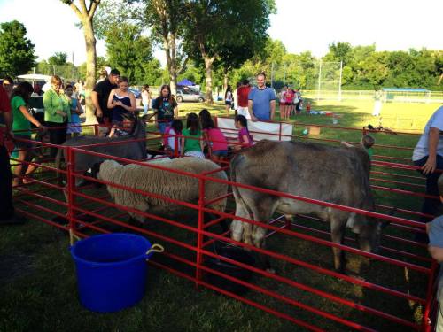 A crowd gathers around a fenced area with cows and sheep at an outdoor event, enjoying the sunny day.