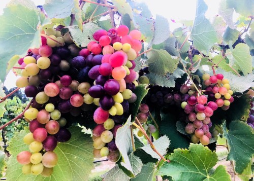 Bunches of colorful grapes hanging from green leaves in a vineyard.