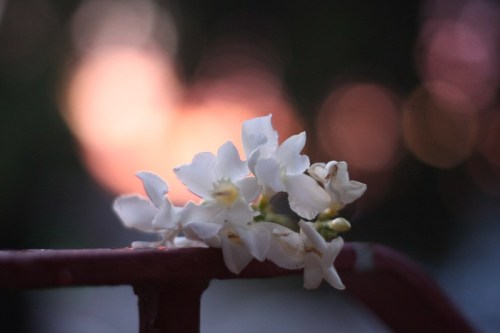 A close-up of delicate white flowers resting on a railing, with a blurred sunset background.