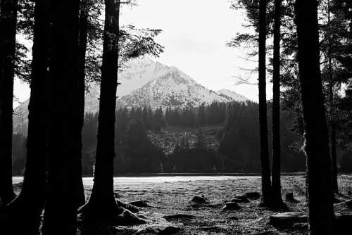 A black and white landscape featuring tall trees framing a snowy mountain and a calm lake in the foreground.