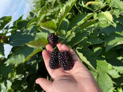 A hand holding three ripe blackberries among green leaves in a sunny outdoor setting.