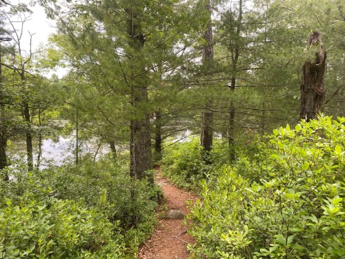 A narrow dirt path winds through lush greenery and trees, leading to a serene body of water in the background.