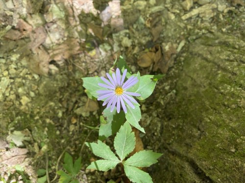 A single purple flower with yellow center surrounded by green leaves, growing on a forest floor.