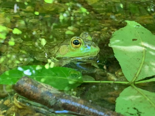 A green frog partially submerged in water, surrounded by leaves and reflections of greenery.