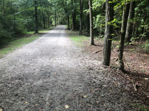 A gravel path winding through a lush green forest, surrounded by trees and dappled sunlight.