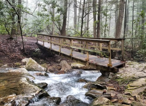 A wooden bridge spans a small stream in a misty forest, surrounded by lush greenery and rocky terrain.