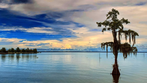 A serene lake scene featuring a lone cypress tree with Spanish moss, under a dramatic sky with clouds.