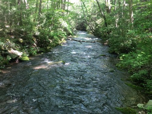 A serene stream flows through a lush green forest, surrounded by trees and mossy rocks. Sunlight filters through the leaves.