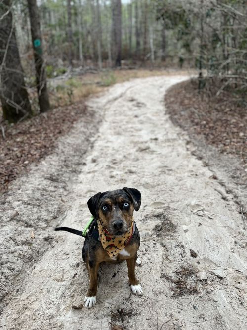 A dog wearing a patterned bandana sits on a sandy trail surrounded by trees in a forested area.