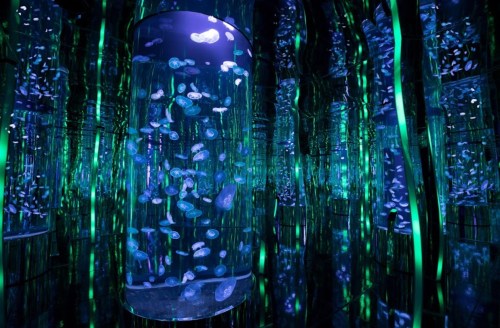 A mesmerizing underwater scene with glowing jellyfish in illuminated cylindrical tanks surrounded by reflective surfaces.