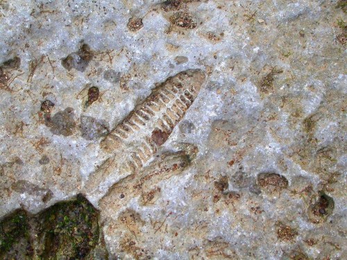 Fossilized fish imprint on a rocky surface, showcasing detailed patterns and textures.