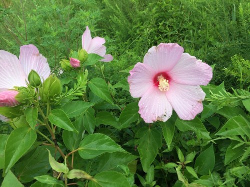 A close-up of pink hibiscus flowers surrounded by lush green foliage.