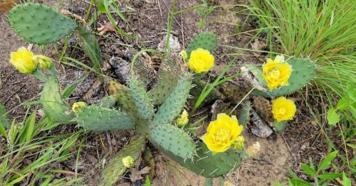 A green cactus with yellow flowers growing among grass and soil.