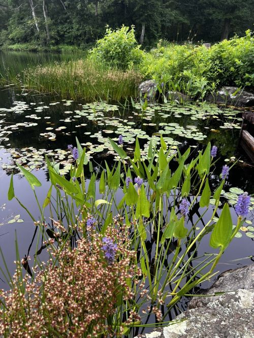 A serene pond scene with green lily pads, purple flowers, and lush greenery surrounding the water.