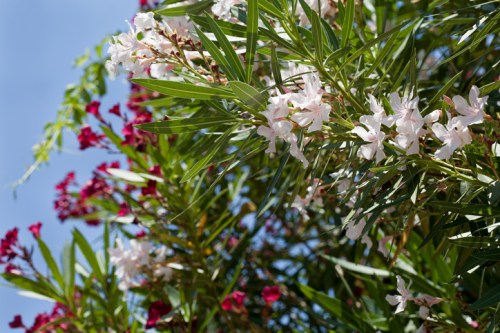 A vibrant display of white and pink flowers among lush green leaves against a clear blue sky.
