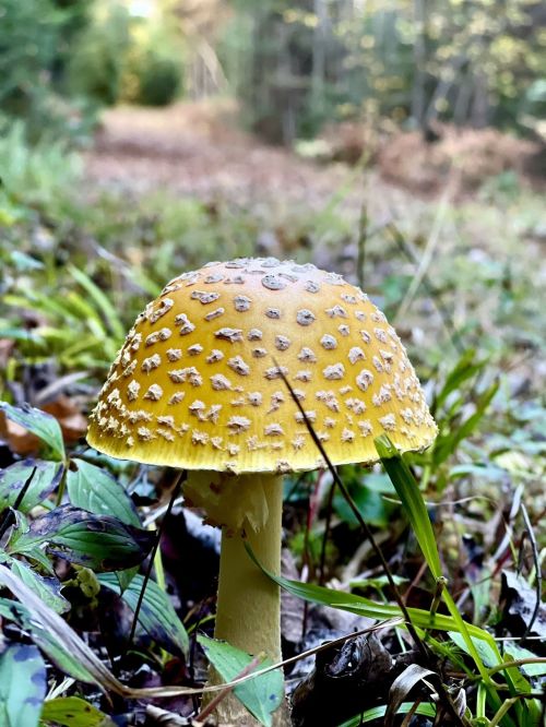 A close-up of a yellow mushroom with a textured cap, surrounded by green grass and a blurred forest path in the background.
