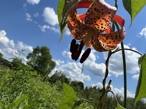 A vibrant orange and yellow spotted flower hangs against a blue sky with fluffy clouds, surrounded by green foliage.