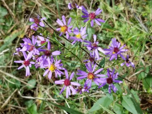 A cluster of purple wildflowers with yellow centers, surrounded by green grass and foliage.