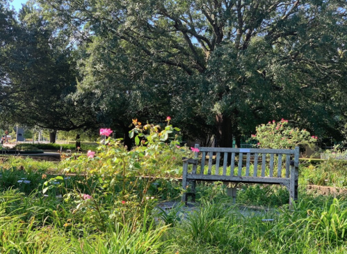 A wooden bench surrounded by blooming flowers and lush greenery under a large tree in a peaceful garden setting.