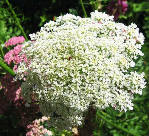 A cluster of small white flowers with delicate petals, surrounded by green foliage and hints of pink flowers in the background.