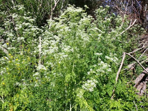 A dense patch of green plants with white flowers, surrounded by foliage and branches in a natural setting.