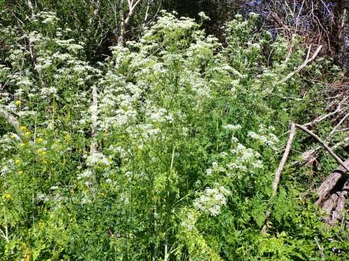 A dense patch of green plants with white flowers, surrounded by foliage and branches in a natural setting.