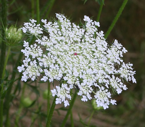 A cluster of delicate white flowers with tiny petals, forming a lacy, umbrella-like shape against a green background.