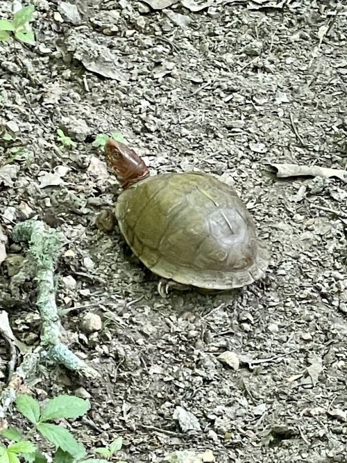 A turtle on the ground among dirt and small plants, with a brown shell and a reddish head.