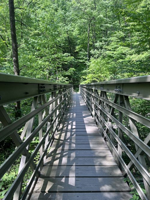 A wooden bridge stretches through a lush green forest, surrounded by trees and sunlight filtering through the leaves.
