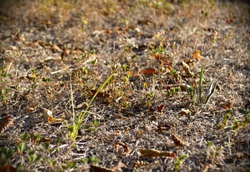 A dry, grassy area with scattered green plants and fallen leaves under warm sunlight.