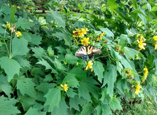 A butterfly perched on vibrant yellow flowers among lush green leaves in a natural setting.