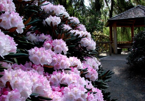 A vibrant display of pink rhododendron flowers beside a peaceful garden path and gazebo.
